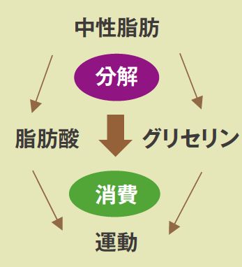 中性脂肪を分解する、脂肪酸を消費し燃焼する